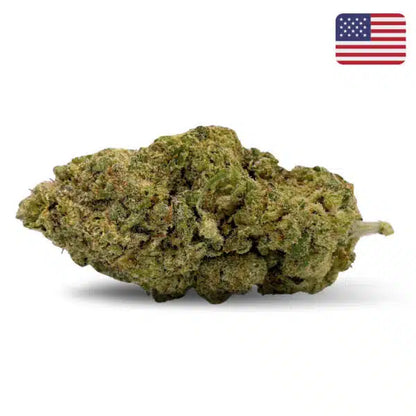 Critical + THCX Indoor Hydro | Calibox 3,5 g
