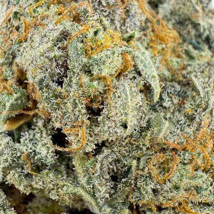 🇺🇸 ButterCream Gelato THCX 45% Indoor Cali